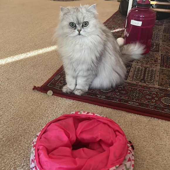 Portable kitty cat tunnel fun 🤩😻 - Picture 2 of 3